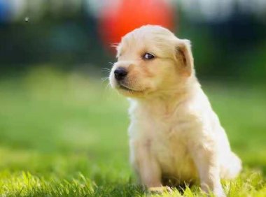 如何训练金毛犬?高智商的狗子得这样来