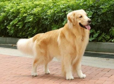 金毛幼犬怎么训练?这些简单又有用的方法记住了