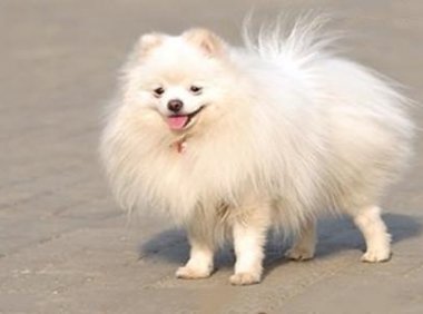 爱斯基摩犬多少钱一只？看品相来估价