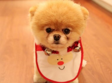 狗为什么会叫，主人们必须要了解