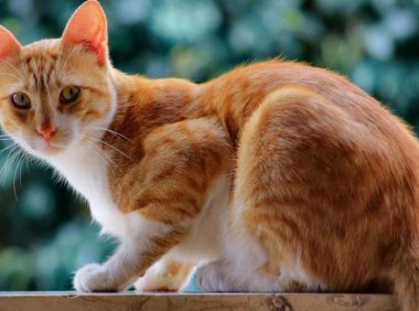 猫癣怎么治疗？三个方面需要注意