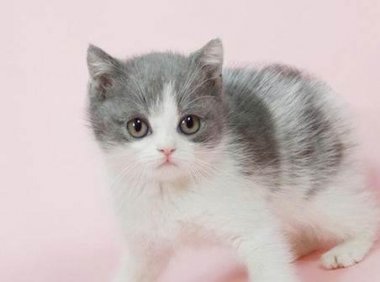 公猫绝育的利与弊,理性的来分析