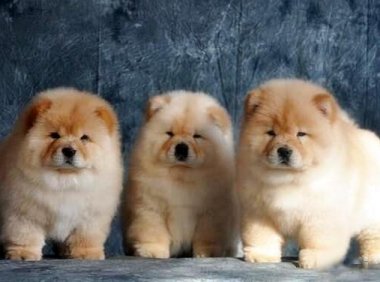 松狮什么颜色最好?松狮颜色决定品质吗