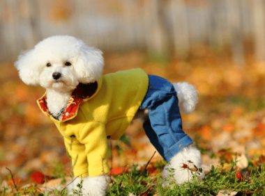 一只泰迪犬多少钱,做好功课不被带偏