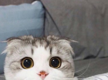 什么猫最可爱?参考下这种猫