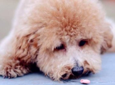 泰迪拉稀带血怎么办?先找到原因再对症治疗