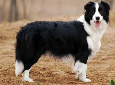 边境牧羊犬好不好?智商高不一定好养