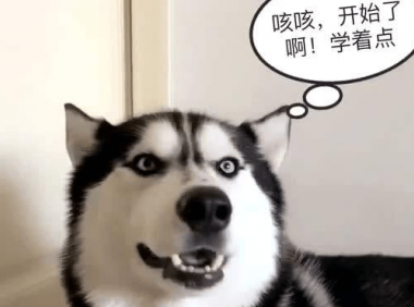 狗学狼叫怎么回事? 其实都是在表达