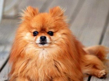 狗狗得癫痫怎么办?这些方面的问题要留心