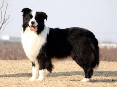 边牧的缺点,说实话还真是没啥缺点