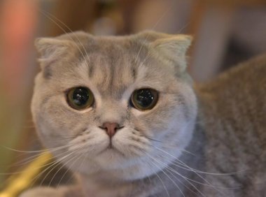 猫薄荷对猫有害吗?可能我们都误会了