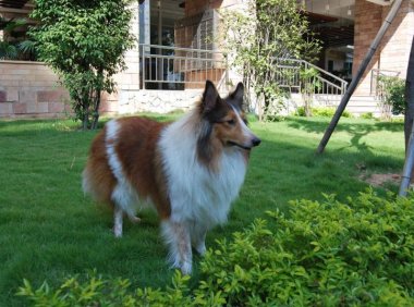 牧羊犬是怎么牧羊的?这可能是一种天赋