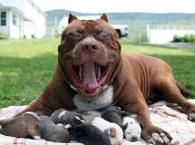 比特犬怎么训练,猛犬也要用心对待,用爱去驯服