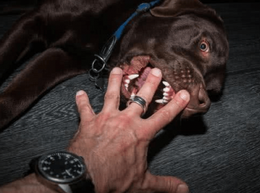 狂犬疫苗什么时候打，最佳预防时间不能误