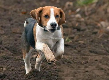比格犬可以长多大?每条狗狗都不一样