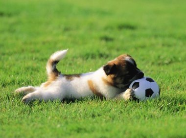 狗狗认你做主人的表现,这些就是常有的