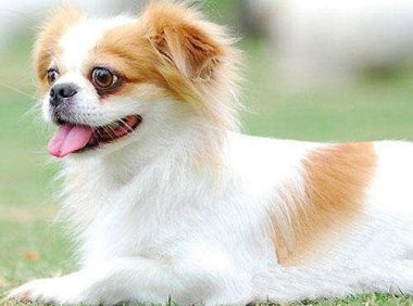 如何训练蝴蝶犬?得益于合适的方法