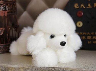 怎样训练贵宾犬，速来围观“别人家的犬”