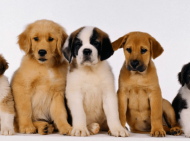 狗狗为什么总是叫,如此吠叫最可怕