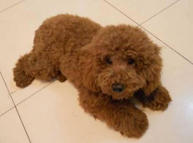 狗狗能吃香蕉吗?别乱喂它吃东西