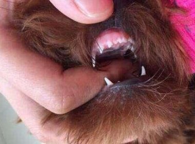 小狗几个月换牙?大多数狗子都有大概时间的