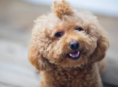 怎么训练泰迪大小便?合适的方法很重要