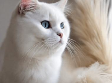 纯白英短怎么鉴别(纯白英短品相怎么看)