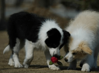 边境牧羊犬打得过德牧吗?不看这些又怎会知道