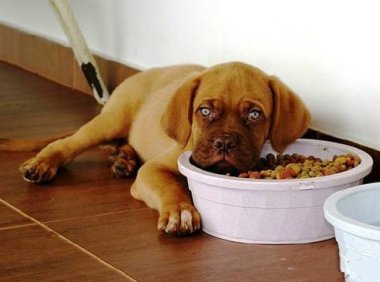 狗狗食欲不振，这样解决就对了