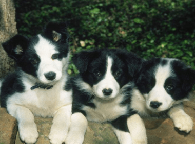 怎样训练边境牧羊犬,如何使他们更优秀