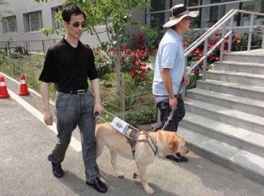 导盲犬怎么训练?这个必须要有专业来