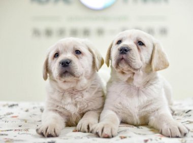 拉布拉多聪明吗?看看犬中智多星