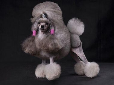 狗狗发抖是什么原因?下面这些都有可能