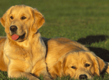 宠物狗智商排名,颜值不够智商来凑