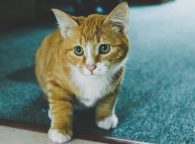 小猫多久可以离开母猫,养猫之前搞清楚