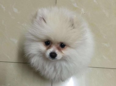 博美吃什么狗粮最好？只选好的不选贵的