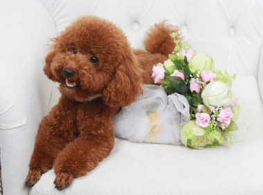 泰迪喜欢什么玩具？它可不是个随便的狗子