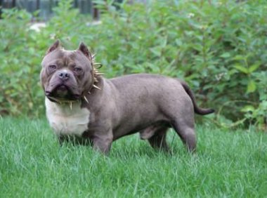 美国恶霸犬好养吗?看长相你应该是犹豫了