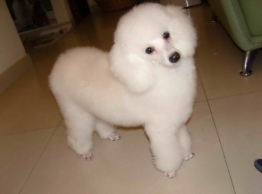 贵宾犬鼻子干怎么回事?这些常见的原因了解下