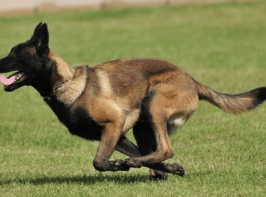 马里努阿犬性格 这么优秀的狗狗还不养一只！