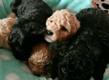 比熊有黑色的吗？如何辨别纯种比熊