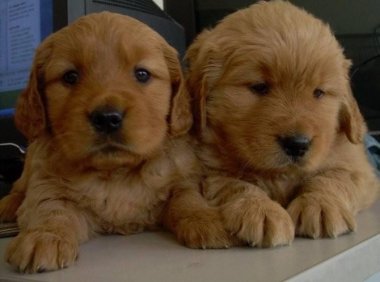 金毛幼犬怎么喂?粗粮细粮搭配着来