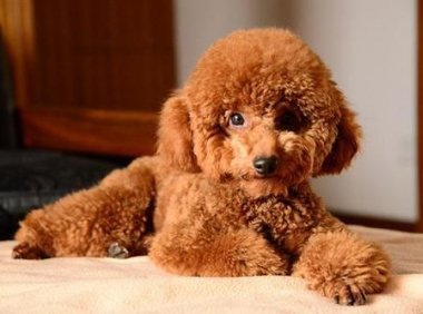 贵宾犬吐黄水是怎么回事?不排除有这几种原因