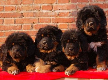 藏獒怎么养才不咬人,记住这五点温顺不咬人