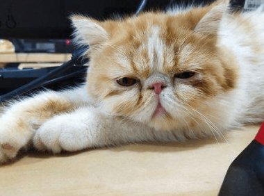 猫感冒能自愈吗?这个取决于这几点