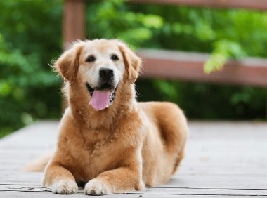 狗狗身上有味道怎么办？找到源头才是关键