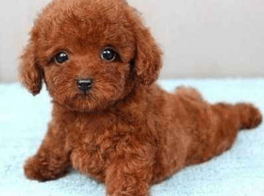 玩具泰迪能长多大？个子小也不输魅力