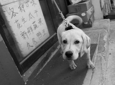 拉布拉多是大型犬吗?体型上就能看出来