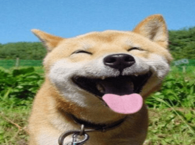 怎么训练狗!一起来看这些小秘籍~