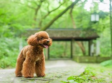 给泰迪犬吃什么好?它喜欢吃的不一定好